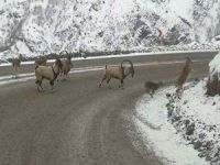 Dağ keçileri Hakkari-Şırnak yolunda görüntülendi