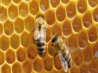 Bal arılarının isyanı