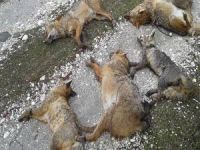 Piknik alanında hayvan ölüleri