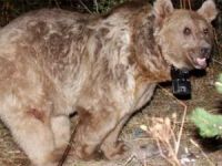 Boz ayıları Kuzey Kürdistan'da keşfedildi