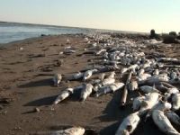 Binlerce ölü balık sahile vurdu