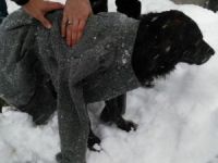 Kar altında kalan köpek kurtarıldı!