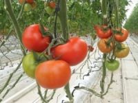 Eksi 40 derece soğuk havada domates üretimi!