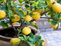 Limon Ağacı Nasıl Yetiştirilir?