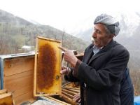 Şemdinli'deki arı ölümleri endişelendiriyor!