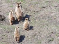 Anne ve yavru ayılar görüntülendi!
