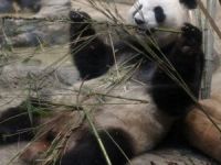 5 yıl sonra dev panda doğdu