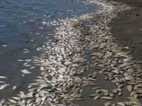 Binlerce ölü balık karaya vurdu!