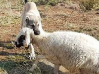 Anadolu aslanı boğulmakta olan koyunu ölümden kurtardı