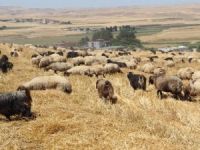Hakkari’de sahipsiz koyun sürüsü bulundu