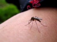 Hakkari'de sivrisinekler evrim'mi değiştirdi