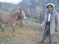 Aç kalan kurt sürüsü köye indi atlara saldırdı