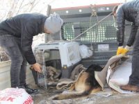 Yaralı köpekler, tedavileri için Van'a sevk edildi