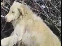 Demir parmaklıklarla sıkışan köpek kurtarıldı