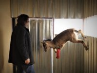 Polislerin kurtardığı yaban keçisi sağlığına kavuşuyor
