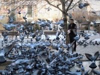 Ahmed-i Hani Kültür Parkında güvercin manzarası
