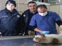 Polisin yaralı kurtardığı köpek tedavi altına alındı