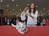 'Van Kedisi Güzellik Yarışması' yapıldı