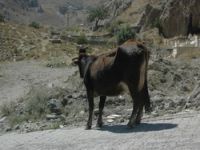 hakkari'de başı boş inek sorunu