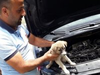 Arabanın motor bölümüne sıkışan köpek kurtarıldı