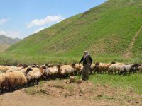 Faraşin yaylası 250 bin koyuna ev sahipliği yapıyor