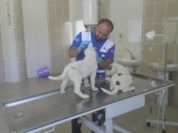 Hakkari veteriner kliniği hayat kurtarıyor