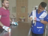 Veteriner ekipleri yaralı kediyi kurtardı