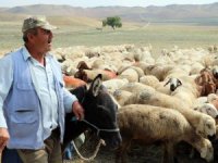 4 bin lira maaşla çalıştırılacak çoban bulunamıyor