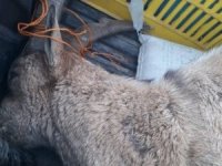Yaban keçisi vuran avcıya 20 bin lira ceza