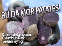 Sivas'ta Mor Patates'in Ekimi Yapıldı