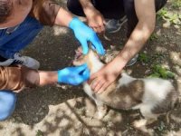 Köpek yavruları gençlik hastalığına yakalandı