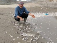 Ölmüş binlerce balığın görüntüsü korkuttu