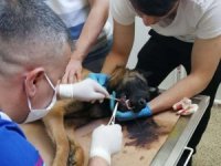 Belçika kurdu köpeğe başarılı ameliyat