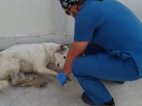 Yolda yaralı bulduğu köpeği Hakkari’ye getirdi