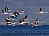 Flamingolar Van gölünü tercih etti