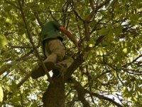 Durankaya'da ceviz ağacında düşen 1 kişi yaralandı