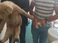 Yaralı halde bulunan yavru köpek tedavi edildi