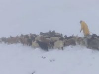 Kar yağışı çobanları hazırlıksız yakaladı