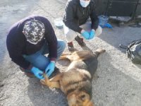 Yaralı Kurt cinsi köpek tedavi altına alındı