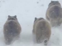 Kış uykusunda uyanan ayılar görüntülendi *