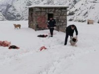 Hakkari'de kar bastırdı can dostlar unutulmadı