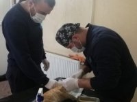 Ağzı yırtılan kedi ameliyata alındı