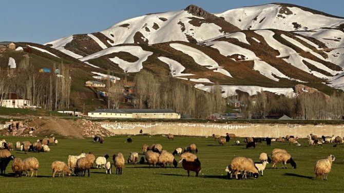 afrikadaki-bufalo-surusunu-andiriyor.jpg