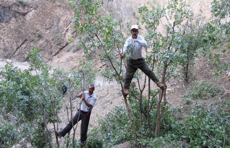 agaclar-asilandi-4.jpg agaclar-asilandi-4.jpg