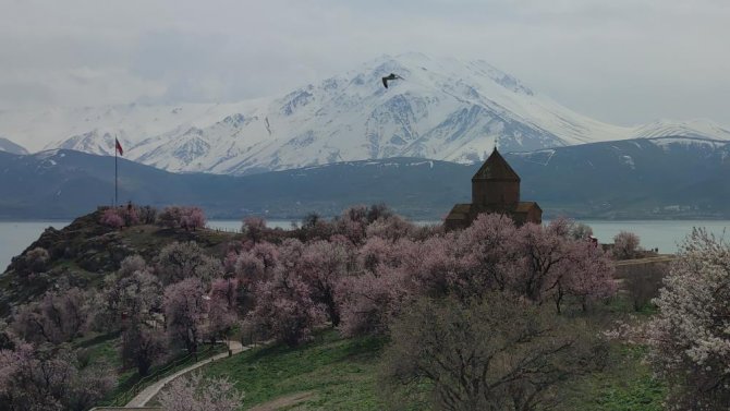 akdamar-adasinda-badem-cicekleri-acti-2.jpg