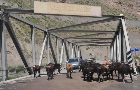 basibos-hayvan-1.jpg basibos-hayvan-1.jpg