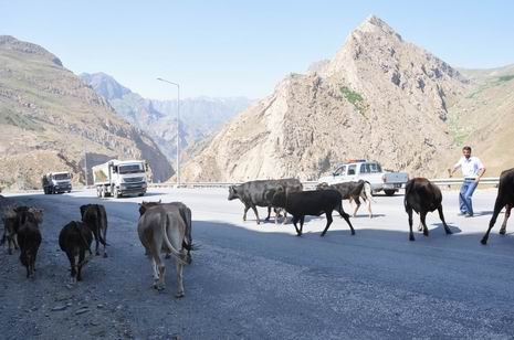 basibos-hayvan-2.jpg basibos-hayvan-2.jpg