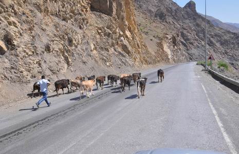 basibos-hayvan-3.jpg basibos-hayvan-3.jpg