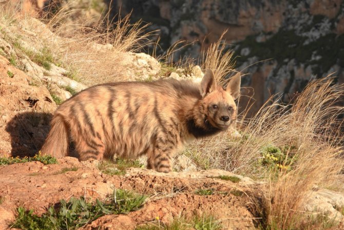 cizgili-sirtlanlar-insan-tehdidi-altinda.jpg