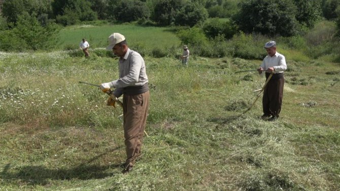 derecikte-ot-bicme-sezonu-basladi.jpg